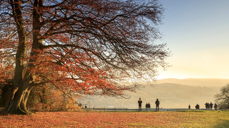 Silhouetted figures standing under a tree with red autumn leaves on a misty morning at Box Hill in Surrey